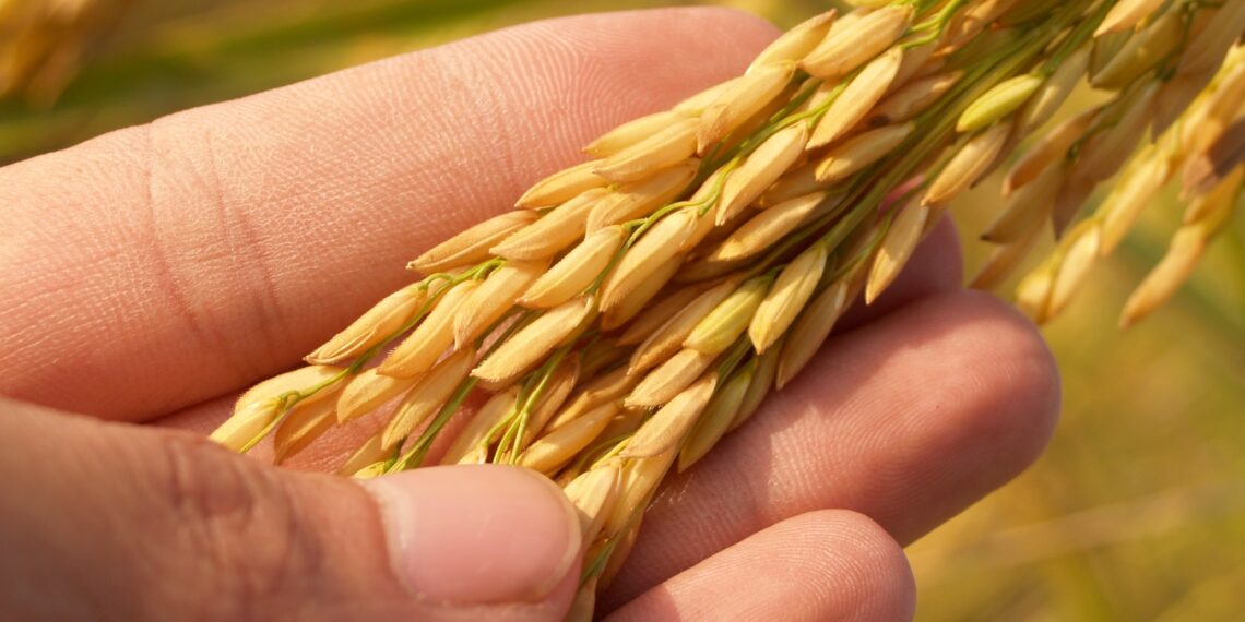 Tendências para o agro responsável